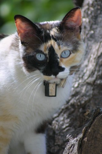 Gato1